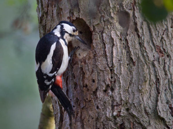 Great Spotted Woodpecker