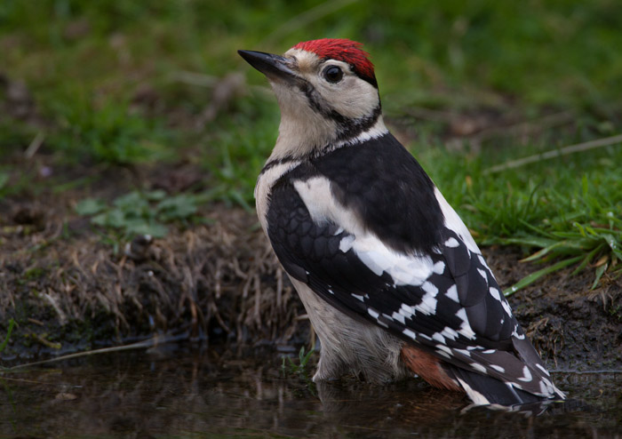 Great Spotted Woodpecker - Juvenile