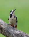 Great Spotted Woodpecker (male)