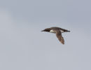 Guillemot in Flight