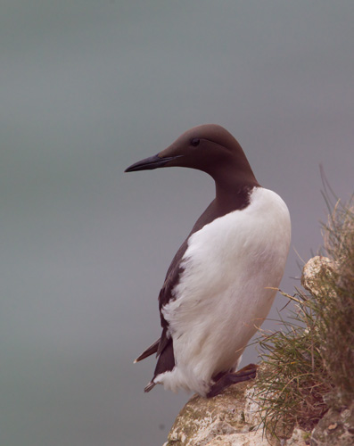 Guillemot