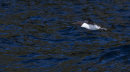 Guillemot
