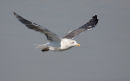 Lesser black-backed Gull