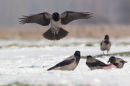 Hooded Crow