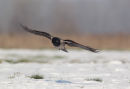 Hooded Crow