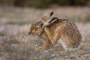 Brown Hare, Scratching