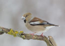 Female Hawfinch