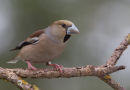 Female Hawfinch