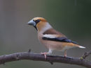 Hawfinch in Rain Shower