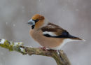 Male Hawfinch in a Snow-storm