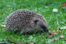 Hedgehog