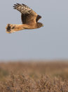 Hen Harrier