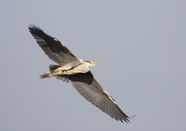 Grey Heron