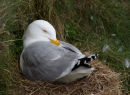 Herring Gull at Nest