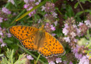 High Brown Fritillary