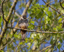 Hobby in Poplar