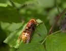 Hornet