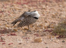 Houbara