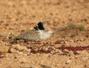 Houbara