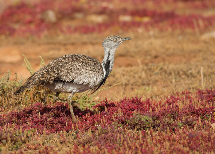 Houbara