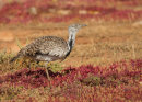 Houbara