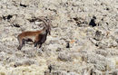 Walia Ibex