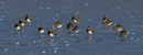Ice-bound Lapwings