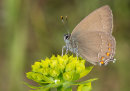 Ilex Hairstreak