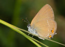 Sloe Hairstreak
