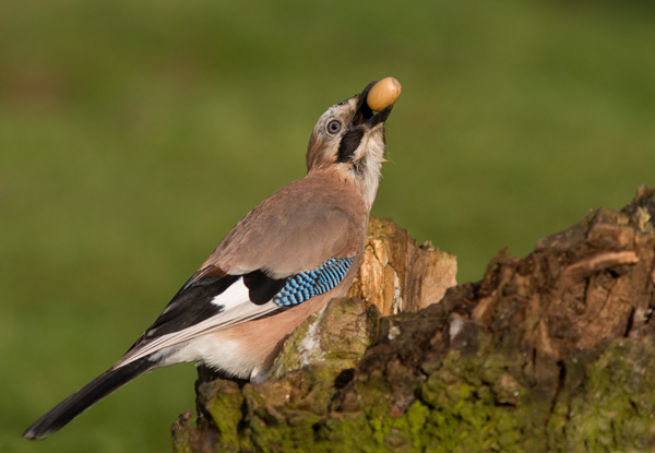 Jay with Acorn
