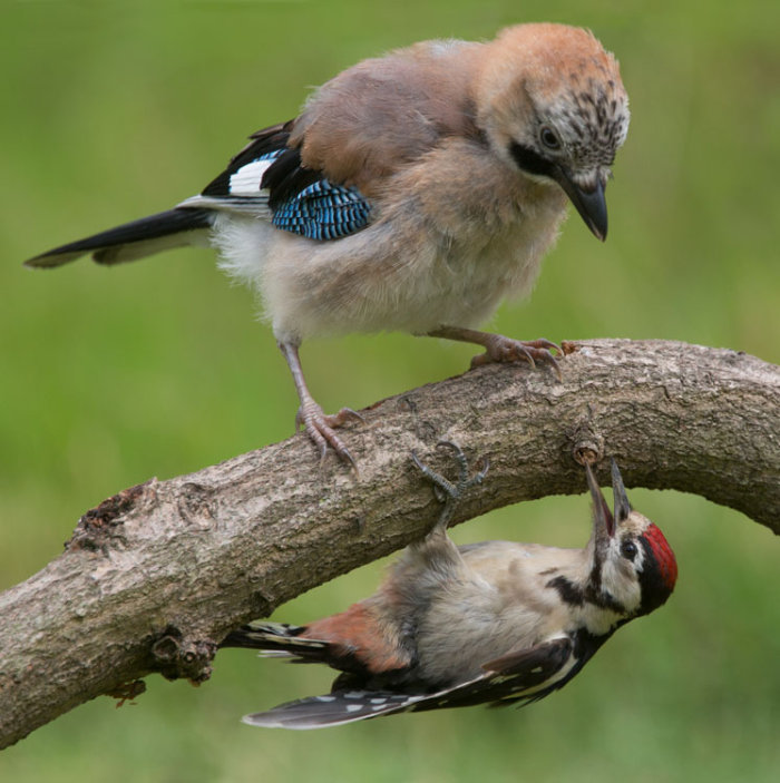 Jay and Great Spotted Woodpecker