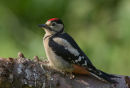 Great Spotted Woodpecker