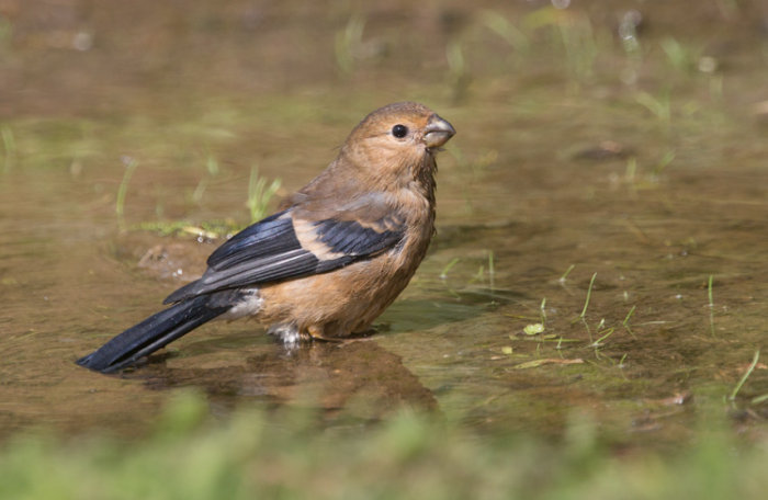 Juvenile Bullfinch