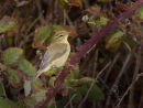 Juvenile Willow Warbler