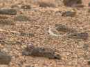 Kentish Plover, juvenile
