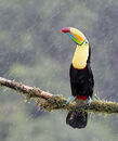 Keel-billed Toucan in the rain