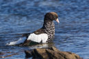 Kelp Goose