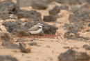 Kentish Plover