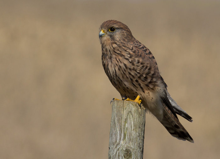 Kestrel