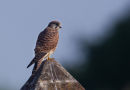 Kestrel