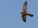 Kestrel