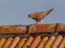 Kestrel