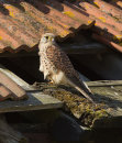 Kestrel