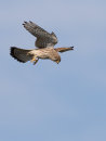 Kestrel