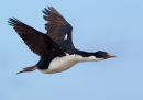 King Cormorant