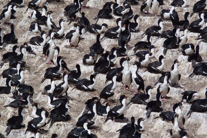 King Cormorant Colony