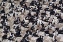 King Cormorant Colony