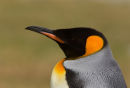 King Penguin