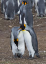 King Penguin