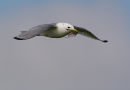 Kittiwake